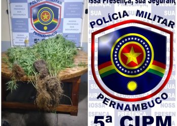 Mulher é detida após PM encontrar oito pés de maconha no quintal de casa, em Gravatá