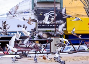 Proliferação de pombos em Gravatá é tema de reunião entre Prefeitura e sociedade civil
