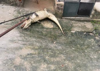 Jacaré é encontrado por moradores do bairro do Brejo, na Zona Norte do Recife