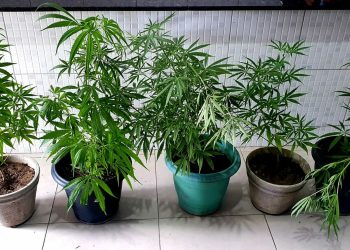 Homem é preso com plantio de maconha dentro da própria casa, em Caruaru