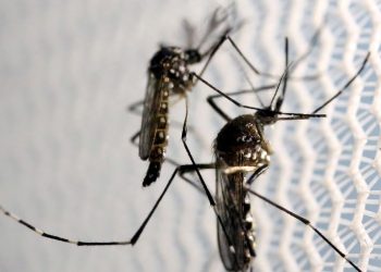 Em apenas quatro meses, casos de dengue no Brasil já são quase o mesmo do ano passado