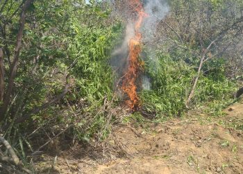 Polícia Federal erradica 624 mil pés de maconha no Sertão de Pernambuco