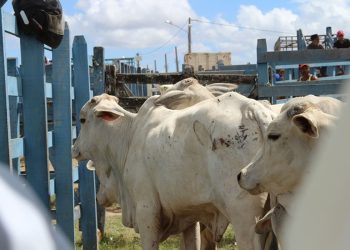 Após dois anos, ‘Feira de Agosto da Vitória de Santo Antão’ será realizada no próximo sábado (6)