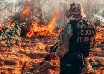 Polícia Federal destrói mais de 250 mil pés de maconha em operação no Sertão de PE