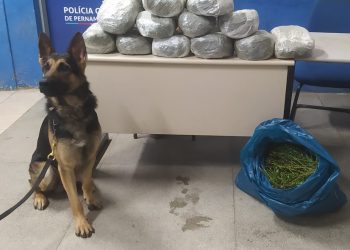 Três homens são presos por tráfico de drogas em Gravatá e Chã Grande