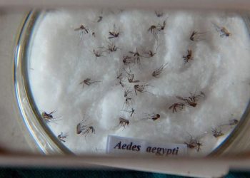 Nova vacina contra a dengue deve chegar ao Brasil na próxima semana