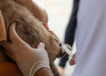 Prefeitura de Gravatá firma termo para controle populacional de cães e gatos