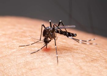 Casos de dengue no Brasil ultrapassam 500 mil em 2024, diz Ministério da Saúde