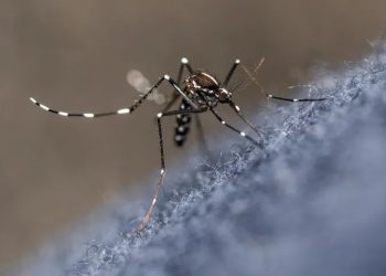 Gravatá compõe grupo de cidades com “média incidência” de dengue, diz SES-PE