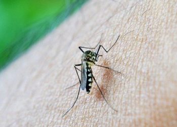 Brasil atinge marca de 1 milhão de casos de dengue em 2024, confirma Ministério da Saúde