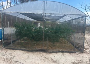 PM desativa estufas de maconha e fábrica de haxixe em Gravatá